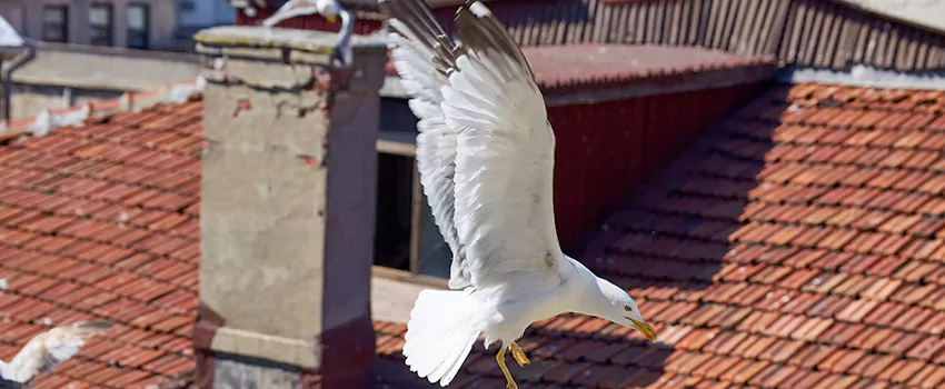 Residential Chimney Animal Removal Solution in Jasper, IN