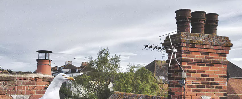 Chimney Cleaning And Restoration in Jasper, Indiana